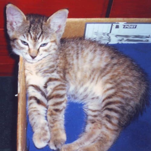 Della - Adopted
