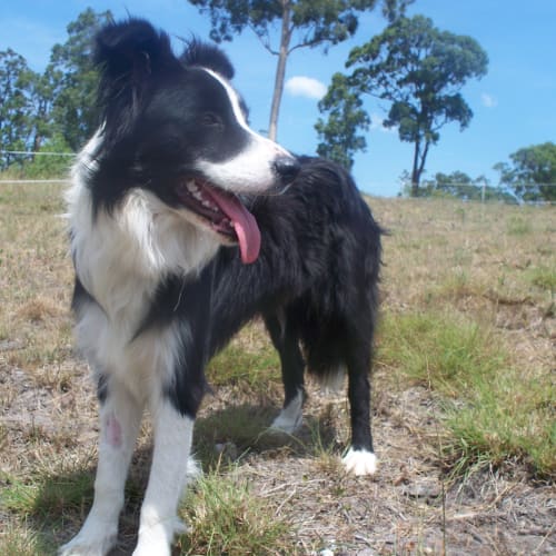 No photo for Jess *On Trial Adoption*