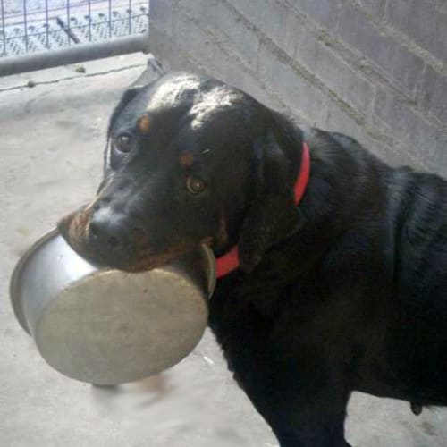No photo for Morgan