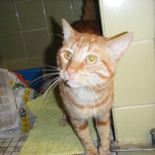 No photo for Ginger Ninja (Needs A Fighting Chance)