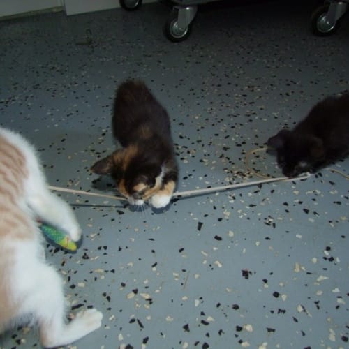 No photo for Jazz (Hc030) **Adopted**