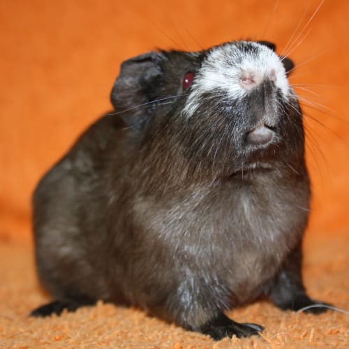 Luther