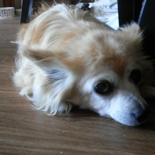 No photo for Sadie