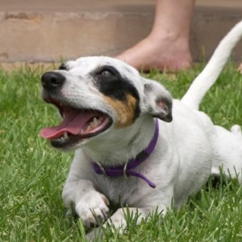 Ziggy - Adopted