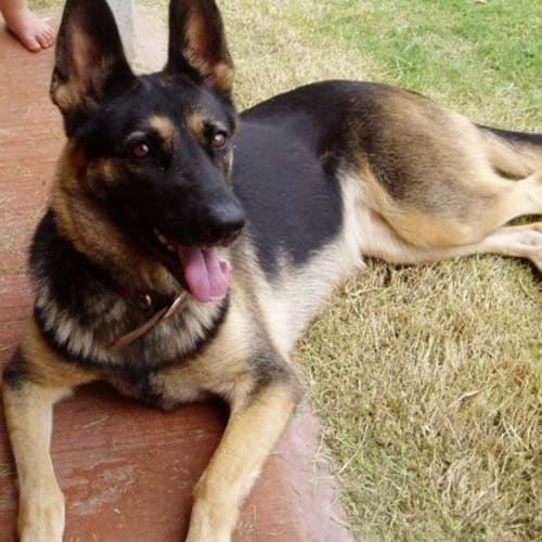 No photo for Shilo (D1808)*Adopted*