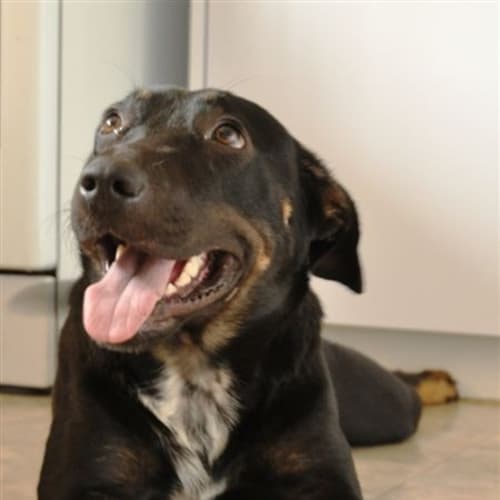 No photo for Lucy (Ad015) *Adopted*