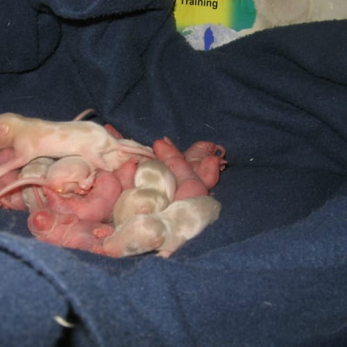 No photo for N/A Rescue Litter