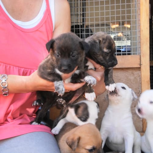 No photo for Puppies