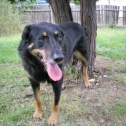 No photo for Elly Urgent Home Needed