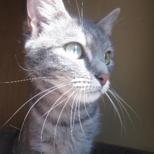 No photo for **Adoption Pending** Cleo