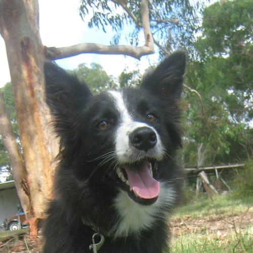 No photo for Tess *On Trial Adoption*