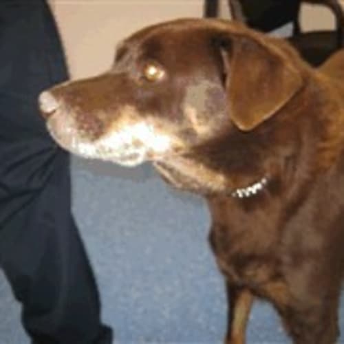 Old Pound Dog Urgent Foster Care Needed