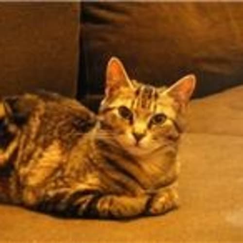 No photo for **Adoption Pending** Morgan