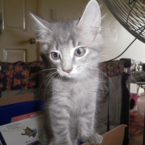 No photo for Un Named Grey Tabby Boy