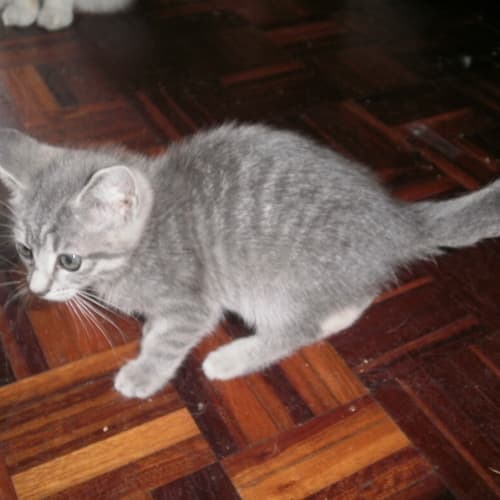 Un Named Grey Tabby Girl