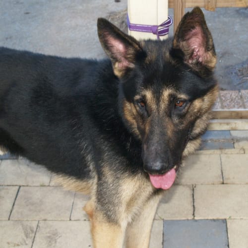 No photo for Max ***Adoption Pending***