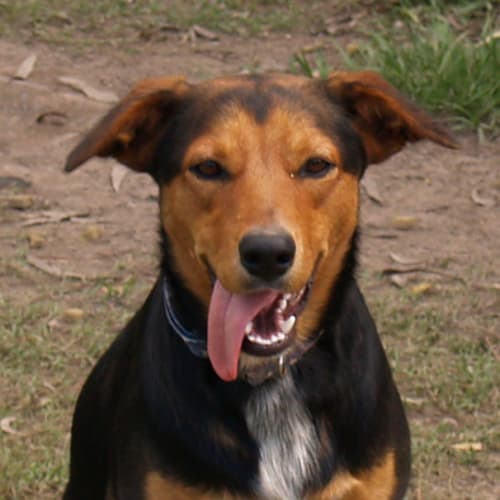 Rex