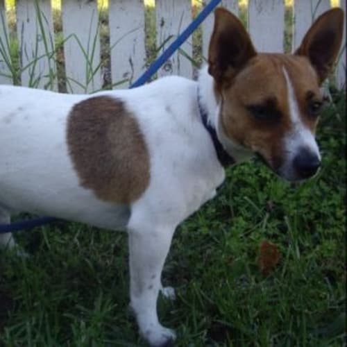No photo for Basil   Adoption Pending