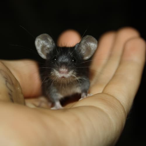Minnie Mouse