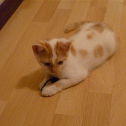 No photo for Patches