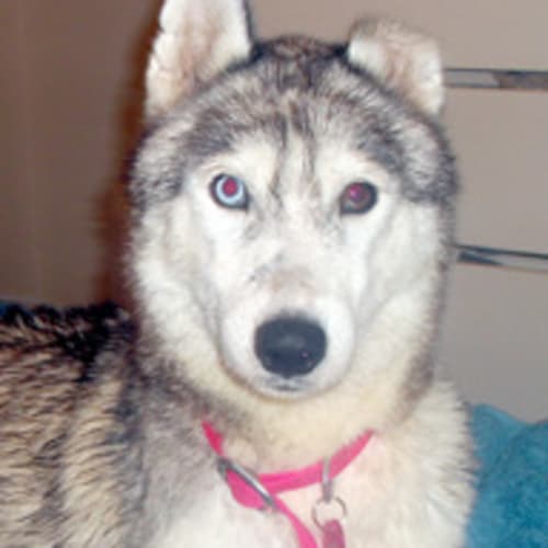 No photo for Mishka