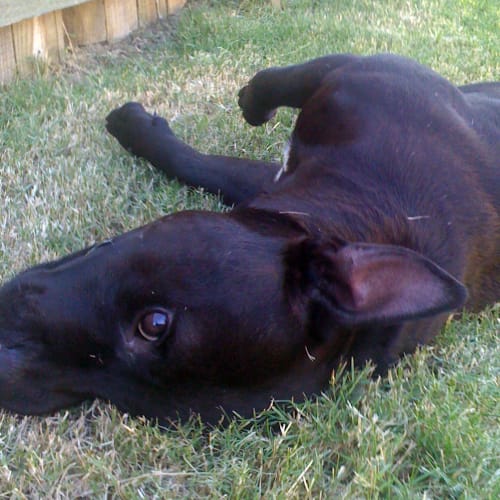 No photo for Bubba