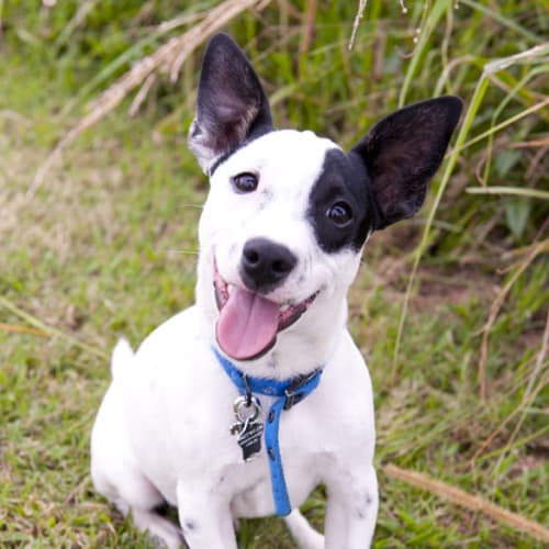 No photo for Duke    Arq Eofys Adoption Drive!