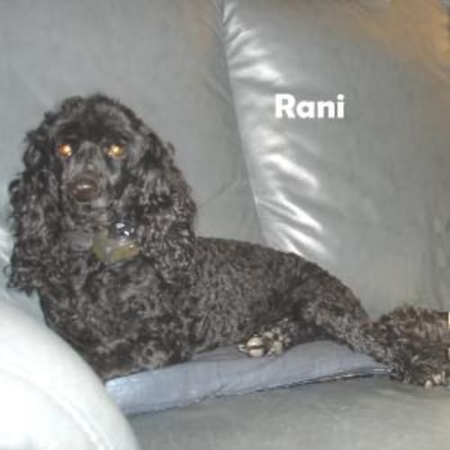 No photo for Rani