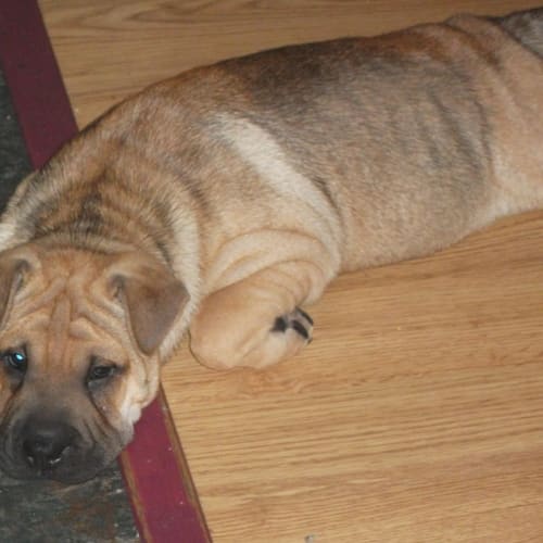 No photo for Rosie On Trial