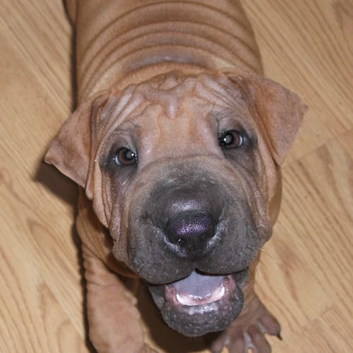 No photo for Wrinkles