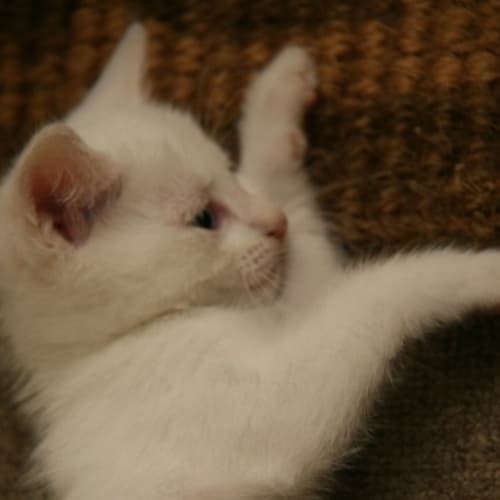 No photo for Pure White Babies