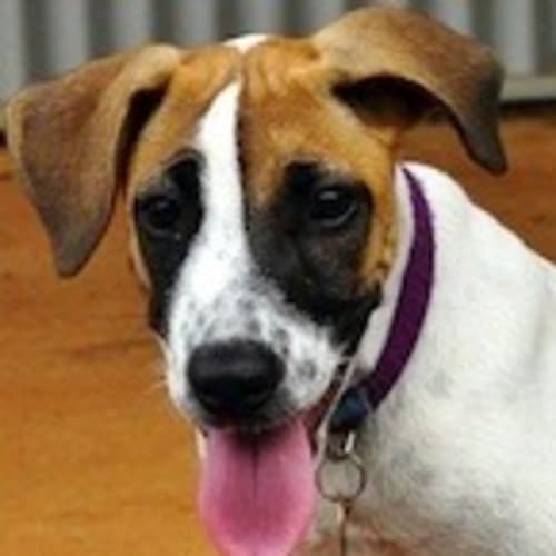 No photo for Minnie (D1814)*Adopted*