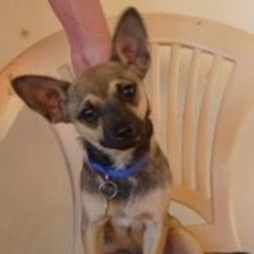 No photo for Taco (D1815)*Adopted*