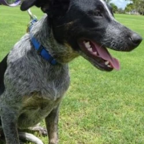 No photo for Eloise (D1816)*Adopted*