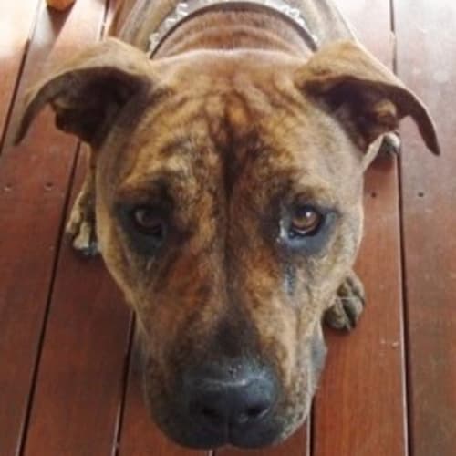No photo for Darcie (Ad014)*Adopted*