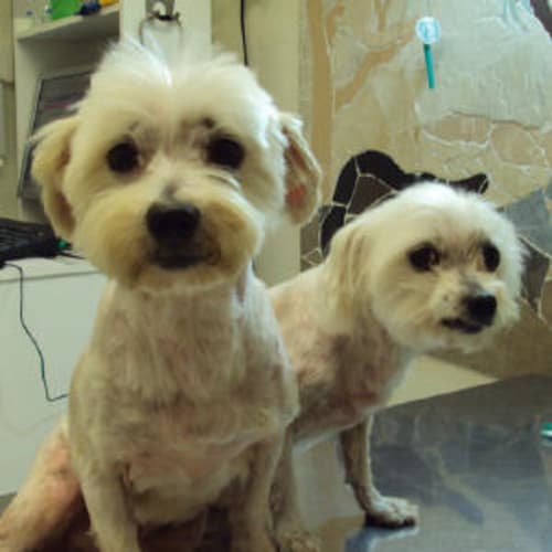 No photo for Homer And  Quinn