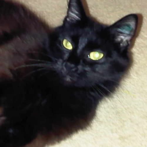 No photo for Scarlett (O'haira)