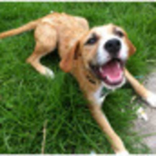 No photo for Ruby ***On Hold***