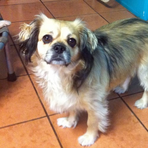 No photo for Benji On Trial