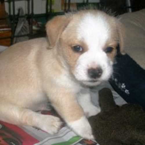 No photo for Puppy 2 (Ad023)