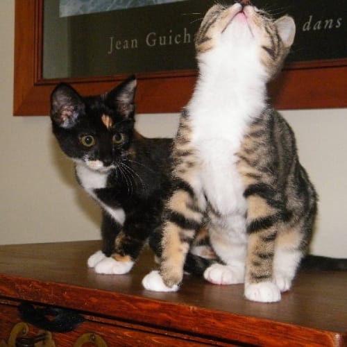 No photo for Tara & Willow