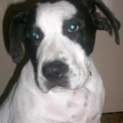 No photo for Sooki (Ad025) *Adopted*