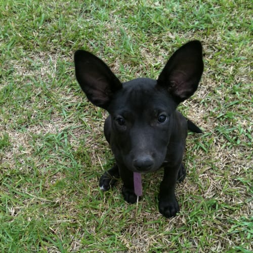 No photo for Star On Trial