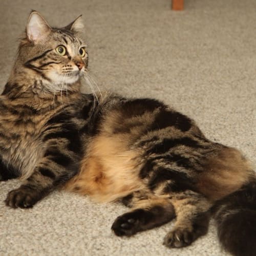 No photo for Celeste