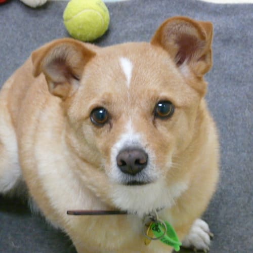 No photo for Rusty "A6910"