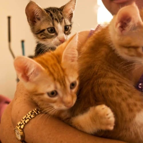 No photo for Julian (C1578) **Adopted**