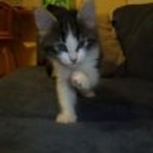 No photo for Marlew (Hc031) **Adopted**