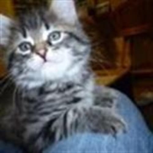 No photo for Simba (Hc032) **Adopted**