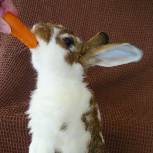 Humphrey -Vaccinated and Desexed