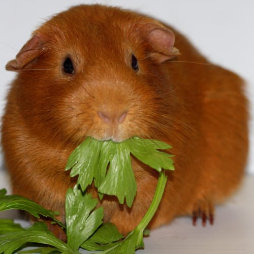 No photo for Archie   Adoptables Of The Month